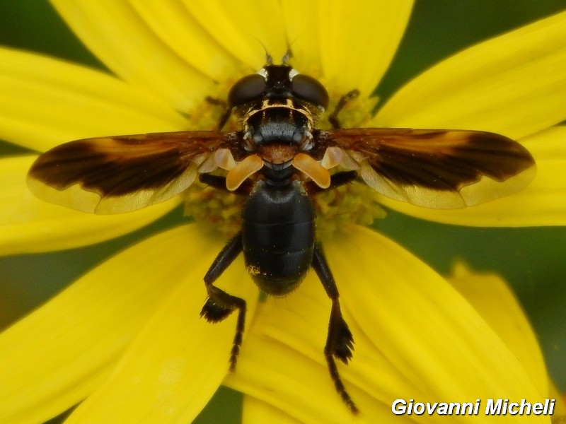 Trichopoda pennipes